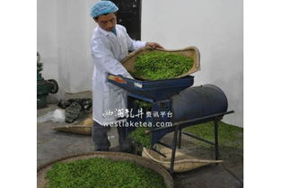 康县鼓励农户自办茶叶加工厂，破解茶叶加工难题