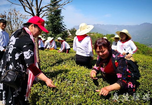 茶乡夷陵，宾客云集品茗香