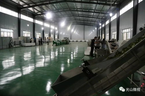 光山县又一标准化、清洁化、机械化大型茶叶加工厂建成投产