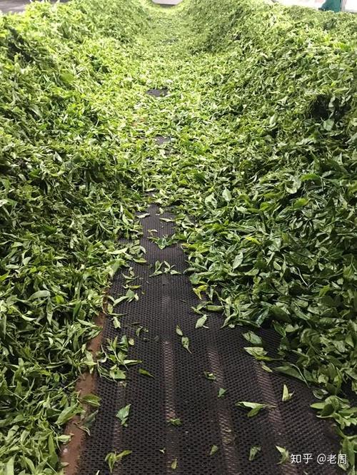 肯尼亚工厂红碎茶制作工艺全解析
