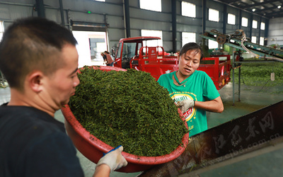 金果坪 加工胚茶助农增收